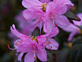 Rhododendron Praecox IMG_5250 Różanecznik